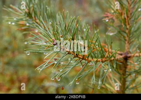 Close up of a young pine tree branch with water droplets Stock Photo