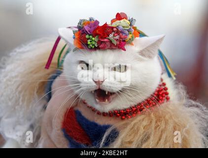 Una donna tiene il suo gatto vestito in costume folcloristico, durante una  celebrazione nella piazza di Santa Sofia a Kyiv, Ucraina, il 7 gennaio  2020. Gli ucraini segnano il tradizionale giorno di