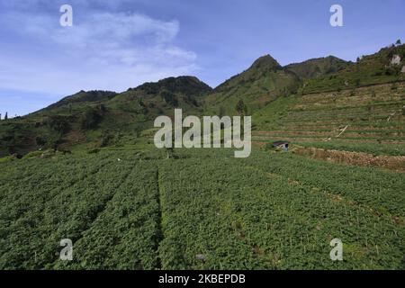 Una vista naturale nella regione del Dieng Plateau, Wonosobo Regency, Central Java, il 13 gennaio 2020. (Foto di Adriana Adie/NurPhoto) Foto Stock