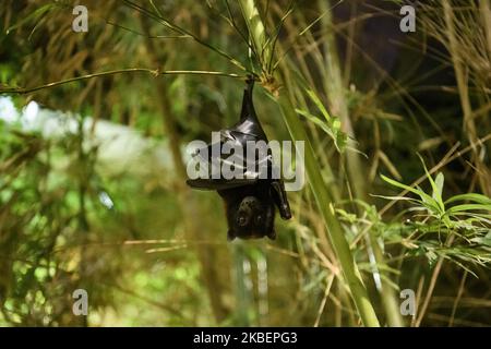 Volpe volanti notturne o Pteropus hypomelanus condorensis nello zoo di Lipsia, Germania. Novembre 2019 (Foto di Maxym Marusenko/NurPhoto) Foto Stock