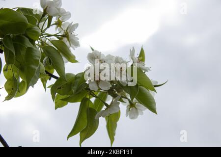 La molla stagionali con sfondo prugna Fiore a rami di alberi, naturale stagionale sfondo floreale Foto Stock