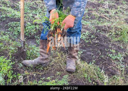 Uomo anziano che tiene una carota da terra Foto Stock