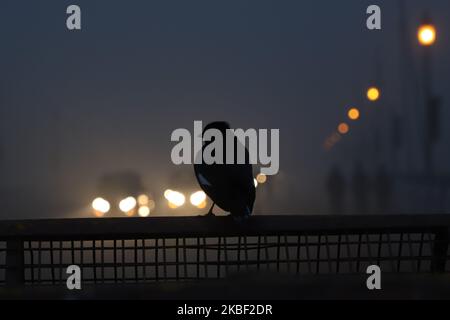 Un Myna riposa su una barricata della polizia vicino alla porta dell'India a Nuova Delhi India il 21 gennaio 2020 (Foto di Nasir Kachroo/NurPhoto) Foto Stock