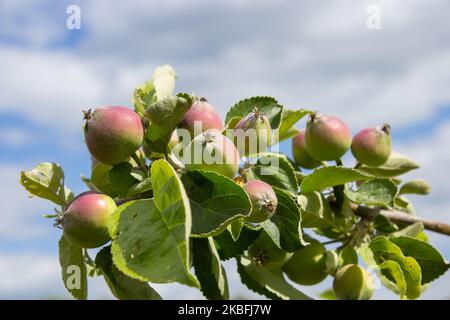 frutti di mela verde con foglie sul ramo Foto Stock