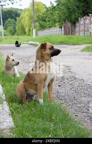 Due cani randagi per le strade del villaggio Foto Stock