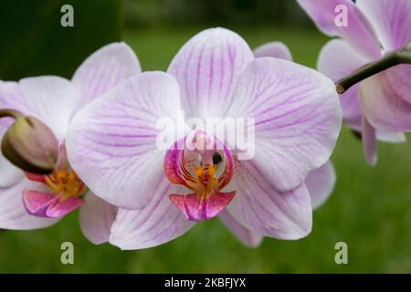 Purple orchidee ramo estate fiorisce molto bello Foto Stock