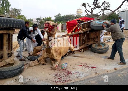 Un trattore si è schiantato in un carrello del cammello causando le lesioni serie al cammello. A causa del duro colpo, il carrello si è capovolto anche a Pushkar, Rajasthan, India il 28 gennaio 2020. (Foto di Str/NurPhoto) Foto Stock