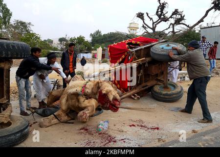 Un trattore si è schiantato in un carrello del cammello causando le lesioni serie al cammello. A causa del duro colpo, il carrello si è capovolto anche a Pushkar, Rajasthan, India il 28 gennaio 2020. (Foto di Str/NurPhoto) Foto Stock