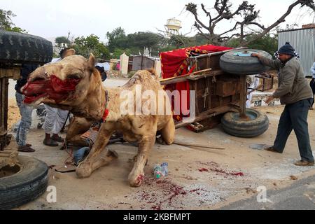 Un trattore si è schiantato in un carrello del cammello causando le lesioni serie al cammello. A causa del duro colpo, il carrello si è capovolto anche a Pushkar, Rajasthan, India il 28 gennaio 2020. (Foto di Str/NurPhoto) Foto Stock