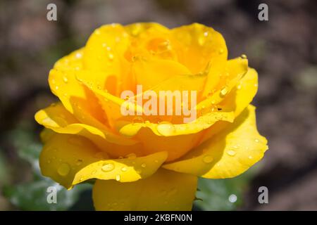 bella rosa gialla con gocce di rugiada al mattino Foto Stock