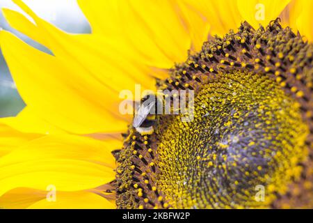Felice bumblebee occupato raccolta polline nel sole estivo su un girasole giallo brillante. Foto Stock