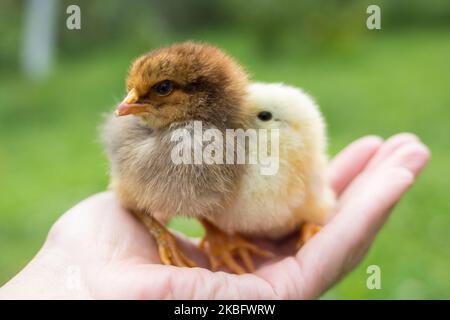 Due nuovi pulcini bruni nati sulle mani pollo proprietario fattoria. Due piccoli bruni appena tratteggiati immagine di adorabile cazzo tratteggiato. Foto Stock