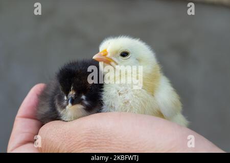 un paio di pulcini neonatali mani bianche e nere Foto Stock