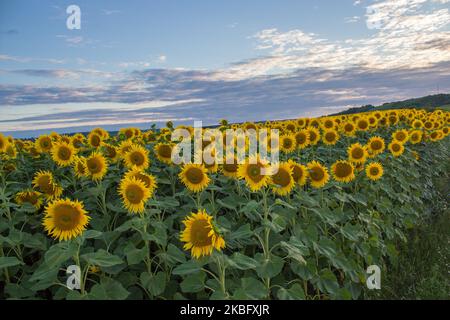 Campo di girasoli prima della tempesta nella cena estiva Foto Stock