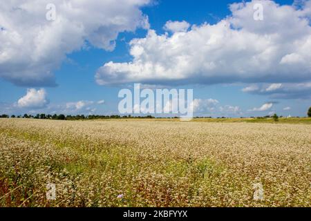 campo di grano saraceno in fiore sotto il cielo estivo con nuvole Foto Stock