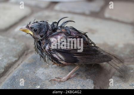 piccolo uccello senza supporto bagnato sul pavimento Foto Stock