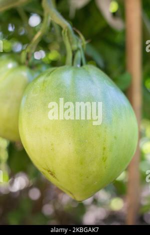 I pomodori verdi crescono su cespugli in agricoltura Foto Stock