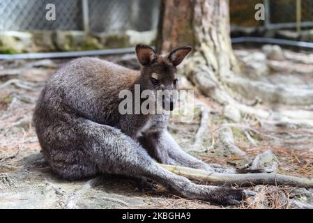 Canguro australiano seduto nello zoo vietnamita Foto Stock