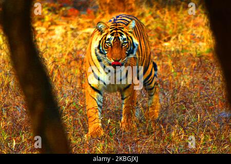 Una tigre Sultana è visto durante un safari nella giungla al Parco Nazionale di Ranthambore nel distretto di Sawai Madhopur, Rajasthan, India il 9 febbraio 2020. (Foto di Str/NurPhoto) Foto Stock