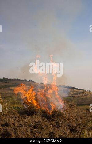 brucia erba asciutta nella caduta sul campo Foto Stock