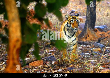 Una tigre Sultana è visto durante un safari nella giungla al Parco Nazionale di Ranthambore nel distretto di Sawai Madhopur, Rajasthan, India il 9 febbraio 2020. (Foto di Str/NurPhoto) Foto Stock