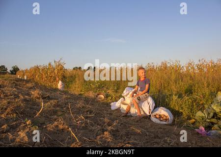 nel campo un ragazzo è seduto su sacchi di patate, una raccolta di patate in autunno Foto Stock