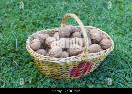 raccogliere le noci in un cesto sull'erba Foto Stock