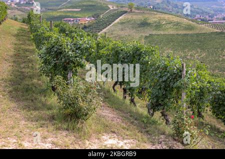 Langhe vigneti vicino Grinzane Cavour. Sito UNESCO, Piemonte, Italia Foto Stock