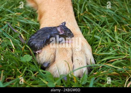 piccolo topo seduto sulle zampe di un grande cane, un topo bagnato salvato da un cane Foto Stock