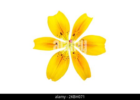 Giglio giallo fiori e boccioli su sfondo bianco Foto Stock