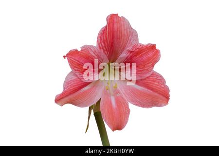 Giglio colore rosa fiore isolato su sfondo bianco Foto Stock