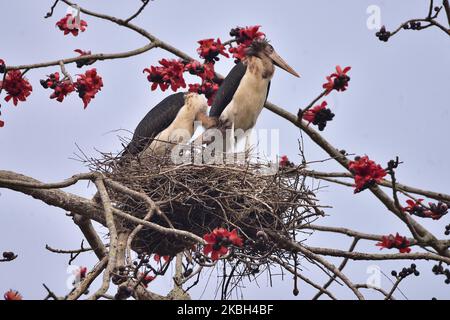 Una cicogna Adjutant, un uccello in via di estinzione, riposa vicino al suo nido in cima ad un albero in piena fioritura nel distretto di Nagaon di Assam, India il 16,2020 febbraio. (Foto di Anuwar Hazarika/NurPhoto) Foto Stock