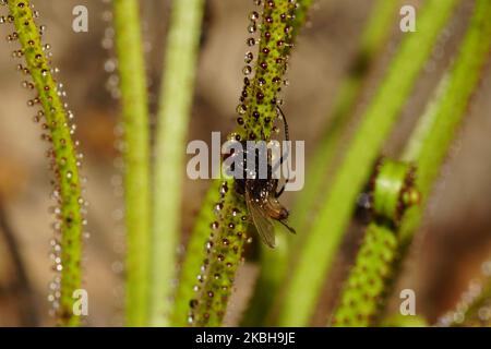 Foglie del pino carnivoro dewy (Drosophyllum lusitanicum) con insetto catturato, Portogallo Foto Stock