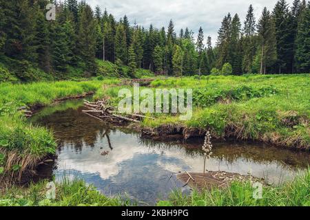 Una bella valle nel piccolo Beskids in Polonia. Fiume backwaters. Montagne coperte di alberi di abete rosso. Erba selvatica in primo piano. Foto Stock