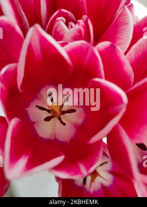 Tulipano rosso in fiore, primo piano. Splendido sfondo di fiori primaverili Foto Stock