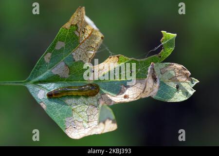 Larve, vermi della mosca Calirea varipes che si nutrono sul lato inferiore di una foglia di biancospino. Venature a foglia visibili. Subfamilie Heterarthrinae. Foto Stock