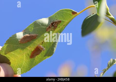 I giovani pilastri di marroni hanno codato Moth Euproctis crisorrea sulla foglia che cova da un uovo deposito. Foto Stock