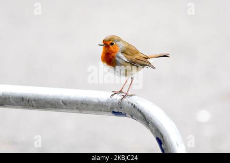 A robin is seen outside 10 Downing Street on March 3, 2020 in London, England. Prime Minister Boris Johnson is announcing plans for combating the spread of the new COVID-19 coronavirus in the UK. (Photo by Alberto Pezzali/NurPhoto) Stock Photo