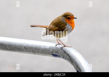 A robin is seen outside 10 Downing Street on March 3, 2020 in London, England. Prime Minister Boris Johnson is announcing plans for combating the spread of the new COVID-19 coronavirus in the UK. (Photo by Alberto Pezzali/NurPhoto) Stock Photo