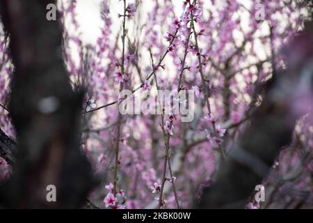 Frutteti di Peachtree con rami in fiore nella pianura di Veria, Macedonia centrale Grecia, in primavera. I petali bianchi, rosa e viola dei fiori di rami di peschi nei campi della regione di Imathia sono un simbolo della natura, della primavera e della zona. Il Monte Olimpo innevato è sullo sfondo. Marzo 13, 2020 (Foto di Nicolas Economou/NurPhoto) Foto Stock