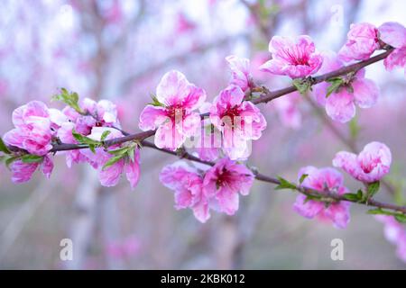 Frutteti di Peachtree con rami in fiore nella pianura di Veria, Macedonia centrale Grecia, in primavera. I petali bianchi, rosa e viola dei fiori di rami di peschi nei campi della regione di Imathia sono un simbolo della natura, della primavera e della zona. Il Monte Olimpo innevato è sullo sfondo. Marzo 13, 2020 (Foto di Nicolas Economou/NurPhoto) Foto Stock