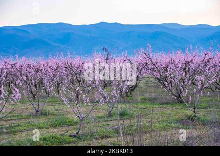 Frutteti di Peachtree con rami in fiore nella pianura di Veria, Macedonia centrale Grecia, in primavera. I petali bianchi, rosa e viola dei fiori di rami di peschi nei campi della regione di Imathia sono un simbolo della natura, della primavera e della zona. Il Monte Olimpo innevato è sullo sfondo. Marzo 13, 2020 (Foto di Nicolas Economou/NurPhoto) Foto Stock