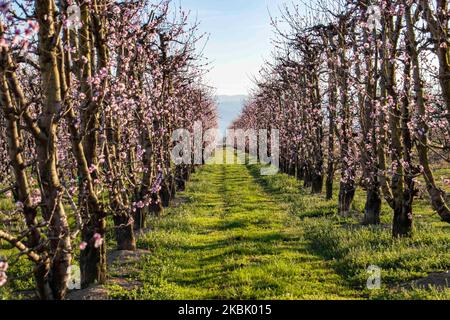 Frutteti di Peachtree con rami in fiore nella pianura di Veria, Macedonia centrale Grecia, in primavera. I petali bianchi, rosa e viola dei fiori di rami di peschi nei campi della regione di Imathia sono un simbolo della natura, della primavera e della zona. Il Monte Olimpo innevato è sullo sfondo. Marzo 13, 2020 (Foto di Nicolas Economou/NurPhoto) Foto Stock