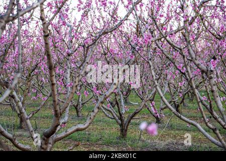 Frutteti di Peachtree con rami in fiore nella pianura di Veria, Macedonia centrale Grecia, in primavera. I petali bianchi, rosa e viola dei fiori di rami di peschi nei campi della regione di Imathia sono un simbolo della natura, della primavera e della zona. Il Monte Olimpo innevato è sullo sfondo. Marzo 13, 2020 (Foto di Nicolas Economou/NurPhoto) Foto Stock