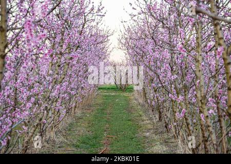 Frutteti di Peachtree con rami in fiore nella pianura di Veria, Macedonia centrale Grecia, in primavera. I petali bianchi, rosa e viola dei fiori di rami di peschi nei campi della regione di Imathia sono un simbolo della natura, della primavera e della zona. Il Monte Olimpo innevato è sullo sfondo. Marzo 13, 2020 (Foto di Nicolas Economou/NurPhoto) Foto Stock