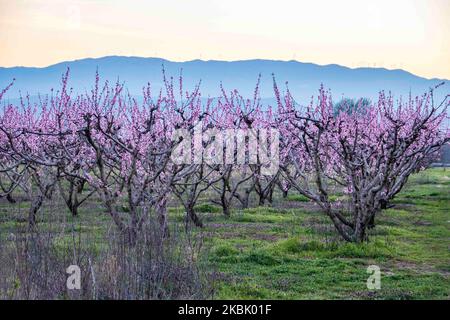 Frutteti di Peachtree con rami in fiore nella pianura di Veria, Macedonia centrale Grecia, in primavera. I petali bianchi, rosa e viola dei fiori di rami di peschi nei campi della regione di Imathia sono un simbolo della natura, della primavera e della zona. Il Monte Olimpo innevato è sullo sfondo. Marzo 13, 2020 (Foto di Nicolas Economou/NurPhoto) Foto Stock