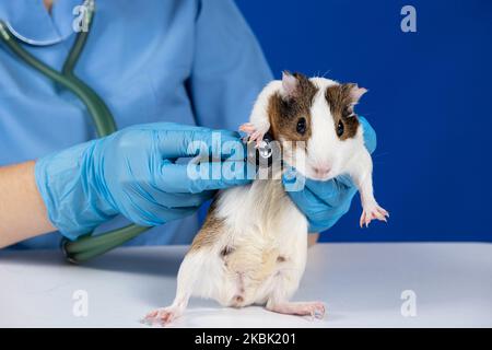 Il veterinario esamina il cuore e i polmoni di una cavia con uno stetoscopio. Foto Stock