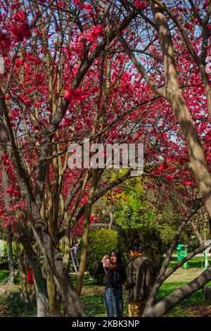 Una coppia scatta una foto sotto la fioritura dei ciliegi in un parco a Kathmandu, Nepal il 16 marzo 2020. La fioritura dei fiori annuncia l'arrivo della primavera. (Foto di Sunil Pradhan/NurPhoto) Foto Stock