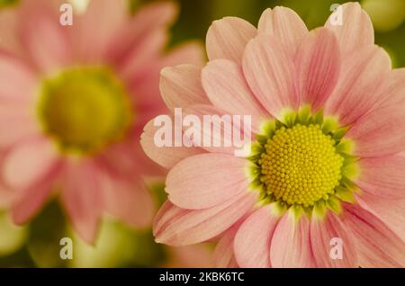 bel fiore rosa di crisantemo Foto Stock