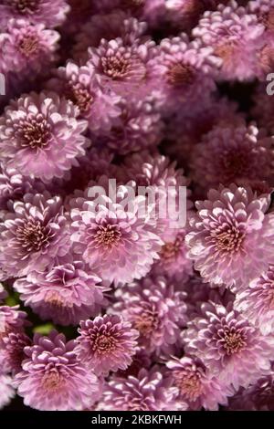 Fondo rosa polvere, tessuto, tessuto, colore alla moda. Foto Stock